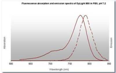 Fluorophore-linked immunosorbent assay: Goat anti-Mouse IgG Fc Secondary Antibody [DyLight 800] [NBP1-72883] - Fluorescence absorption and emission spectra of Dylight 800 in PBS, pH 7.2.